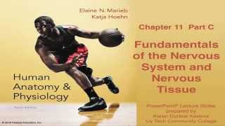 Anatomy amp Physiology Chapter 11 Part C Nervous System and Nervous Tissue [upl. by Castra]