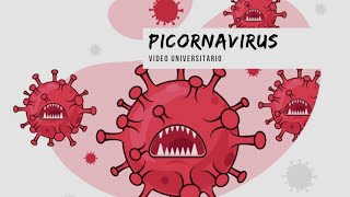 Picornavirus 🦠  Microbiología Clínica🧫 [upl. by Adnema]