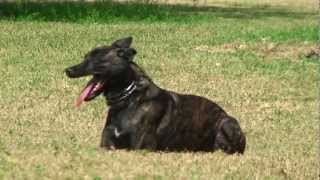 Police K9 Unit  Attack Dog Training On Miami Beach [upl. by Sherry774]