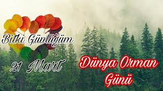 21 Mart Dünya Orman Günü [upl. by Ahon518]