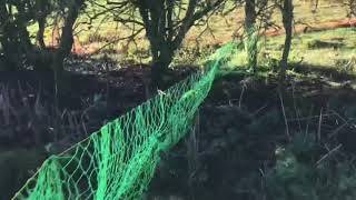 Hedgerow ferreting day2  horse paddock [upl. by Trow389]