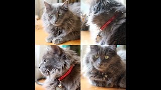 Nebelung Cat  Nebelung Cat Personality  Nebelung Cats 101 [upl. by Golden842]