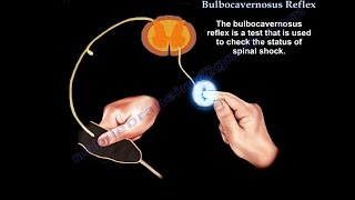 Bulbocavernosus Reflex Spinal shock  Everything You Need To Know  Dr Nabil Ebraheim [upl. by Berny291]