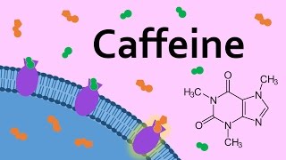 Caffeine and Adenosine Receptors [upl. by Lenrad990]