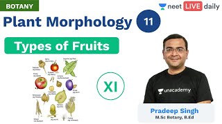 Plant Morphology  L 11  Types of Fruits  Unacademy NEET  Live Daily  Botany  Pradeep Sir [upl. by Litnahc]