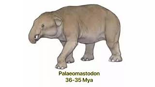 Elephant Evolution 🐘  Elephants and Mammoths Size Comparison [upl. by Wordoow]