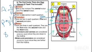 introduction to Human Dentition By  Dr  Romario Nabil لينك الجروب في اول كومنت 👇 [upl. by Ciapha]