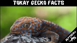 Tokay Gecko Facts That Might Surprise You [upl. by Jerrylee]