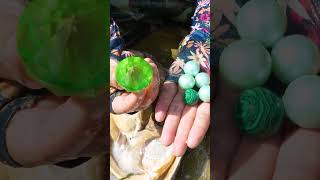 😱😱Discovering giant clams and harvesting intoxicating pearls [upl. by Ahsienot310]