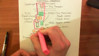 The Extrinsic Apoptosis Fas  Fas Ligand Pathway Part 1 [upl. by Spalding]