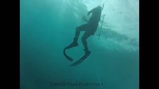 Spearfishing Currarong [upl. by Annais381]