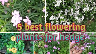 5 best flower plant for hedge  hard to kill  easy to grow by seeds amp cuttingbest for landscape [upl. by Aineg]