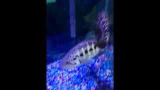 Jaguar cichlids fighting [upl. by Felix22]