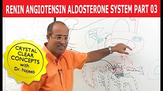 Renin Angiotensin Aldosterone System  RAAS Part 3👨‍⚕️ [upl. by Remoh]