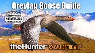 Greylag Goose Guide  Sundarpatan Nepal  theHunter Call of the wild [upl. by Jaban572]