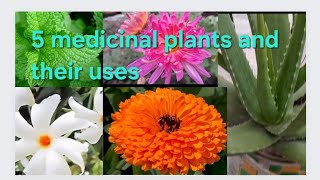 5 औषधीय पौधे ll 5 Herbs Plant ll most Medicinal plants for Home [upl. by Iz70]