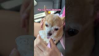 Chihuahua enjoying her Pop Cup from Starbucks first time she try it trends viral🌈 ASMR [upl. by Munsey]