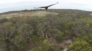 Wedge Tail Eagles in flight Gundabooka National Park [upl. by Maccarone]