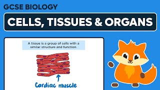 Cells Tissues amp Organs  GCSE Biology [upl. by Crescin911]