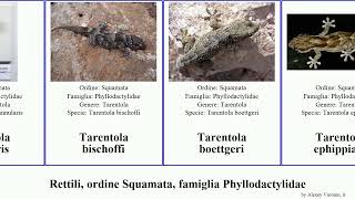 Rettili ordine Squamata famiglia Phyllodactylidae tarentola homonota americana gigas reptilia [upl. by Naenej]