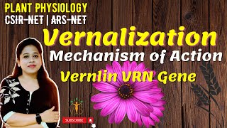 Vernalization  Vernalization Mechanism  Vernalization in Plants  Vernalin  Devernalization [upl. by Cenac]