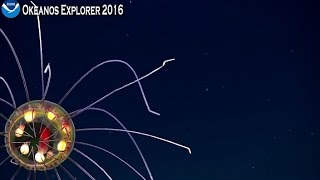 NOAA live April 24 Stunningly beautiful jellyfish [upl. by Cooe]