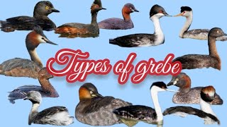 Grebes  Water Birds  types of Grebe birds birddiving birdMama TV [upl. by Dwayne635]