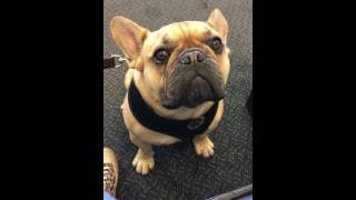 Henry the French bulldog cries like a baby [upl. by Aicilegna]