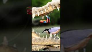 Crocodile never eat plover bird  crocodile relationship with plover fact crocodile bird shots [upl. by Tobe]