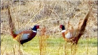 Pheasant vs Pheasant Common pheasant fight [upl. by Noscire730]