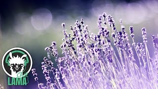 Amethystium  Ethereal  Best Relaxing Electronic Music [upl. by Schonfield363]