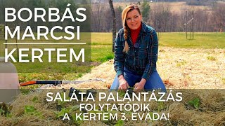 Borbás Marcsi Kertem  Saláta palántázás [upl. by Junette]