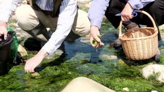 Sea Foraging in Dorset [upl. by Grantley]