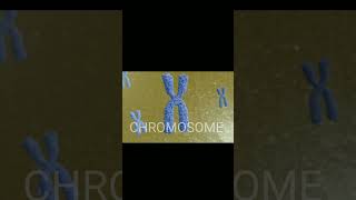 CHROMOSOME 3D ANIMATION [upl. by Yrdnal]