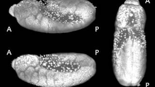 Drosophila Embryogenesis [upl. by Haelem]