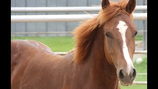 METALLIC CAT YEARLING FOR SALE [upl. by Oirelav]