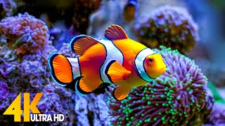 Aquarium 4K VIDEO ULTRA HD 🐠 Beautiful Coral Reef Fish  Relaxing Sleep Meditation Music 57 [upl. by Ainivad]