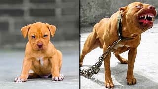 ANTES E DEPOIS DE ANIMAIS CRESCENDO TRANSFORMAÇÕES ANIMAIS INCRÍVEIS [upl. by Bachman]