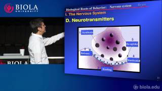 PSYC200 9 Neuroscience Part 3 Organization of the Brain [upl. by Neiht]