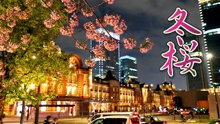 TOKYO Wild Himalayan Cherry Blossoms at TOKYO STATION 4K ヒマラヤ桜 นางพญาเสือโคร่ง ซากุระเมืองไทย [upl. by Namlas]