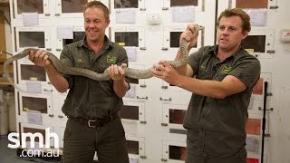 Cobra 🐍  Amazing Animals [upl. by Aihsilef]