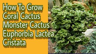 How To Grow Coral Cactus Monster Cactus EuphorbiaLacteaCristata  Gardening and junk art [upl. by Nisotawulo]