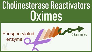 Cholinesterase Reactivators Oximes [upl. by Enaitsirk362]