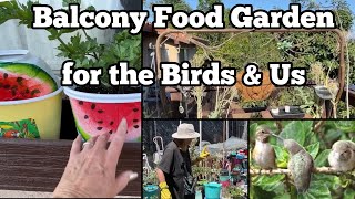 Nature Balcony Bird Deck Garden bring in Hummingbirds amp Orioles TIPS Container Gardening amp Recycling [upl. by Aramac704]