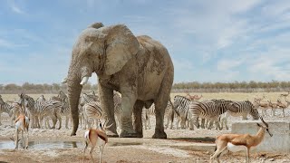 Elephant bull at a waterhole in Etosha National Park Namibia [upl. by Etnasa]