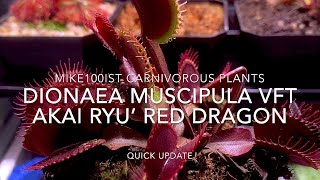 Dionaea Muscipula Akai Ryu Red Dragon quick update 163 days since arrived [upl. by Ellenod]