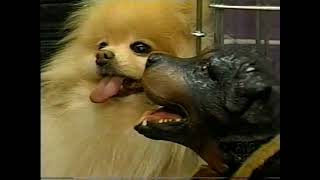 Triumph the Insult Comic Dog  Westminster Dog Show 2001 [upl. by Dayiz291]