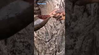 Baobab tree factafrikai ki kore jol sonkrokkhon kore raka hoi [upl. by Yatnuahs]