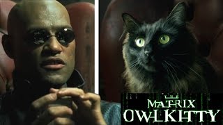 Morpheus meets my Cat The Matrix [upl. by Epolulot603]