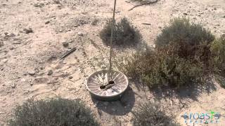 Successful planting Dubai desert with the Groasis Waterboxx [upl. by Asselim]